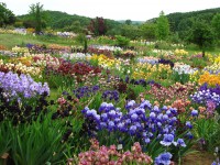 /album/galerie-de-photos-floraisons/jardin-2014-570-comp-jpg/